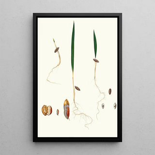 Giorgio Gallesio - Germinazione del Dattero Date palm.webp