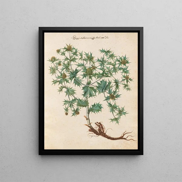 Giovanna Garzoni - Piante varie Pl01.webp