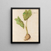 Planten diverses Pl10 - Giovanna Garzoni — ingelijst kunstwerk aan de muur