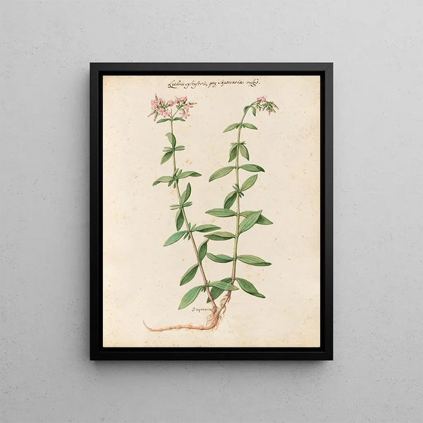 Giovanna Garzoni - Piante varie Pl24.webp