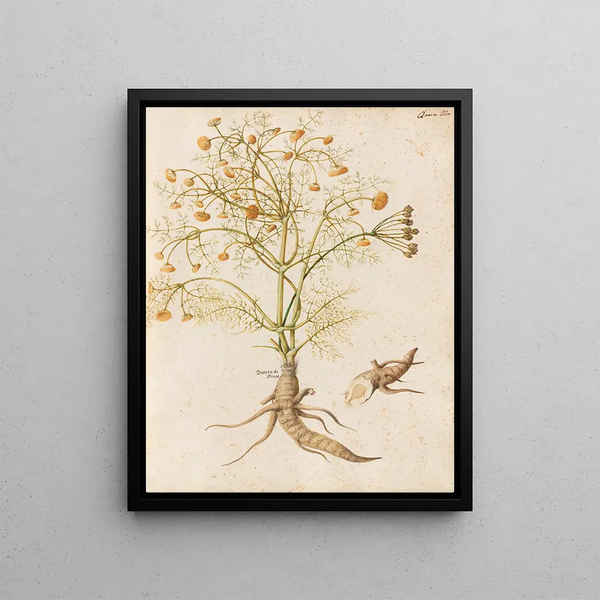 Giovanna Garzoni - Piante varie Pl29.webp