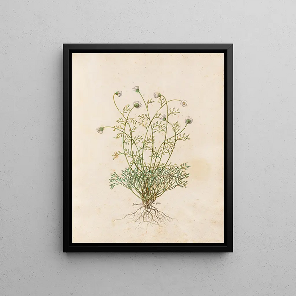 Giovanna Garzoni - Piante varie Pl36.webp