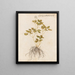 Planten diverses Pl43 - Giovanna Garzoni — ingelijst kunstwerk aan de muur
