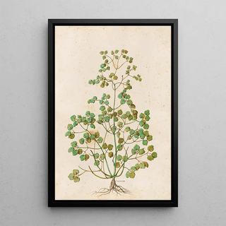 Giovanna Garzoni - Piante varie Pl50.webp