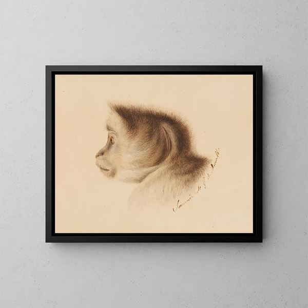 Singe - Gottfried Mind — ingelijst kunstwerk aan de muur