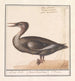 Groot harlekijn Schilderij Mergus merganser - Anselmus Botius de Boodt — weergave van het kunstwerk