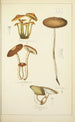 Histoire naturelle des champignons Pl21 - Guillaume Sicard — weergave van het kunstwerk