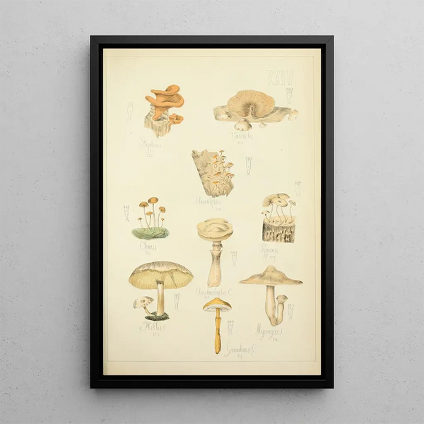 Guillaume Sicard - Histoire naturelle des champignons Pl24.webp