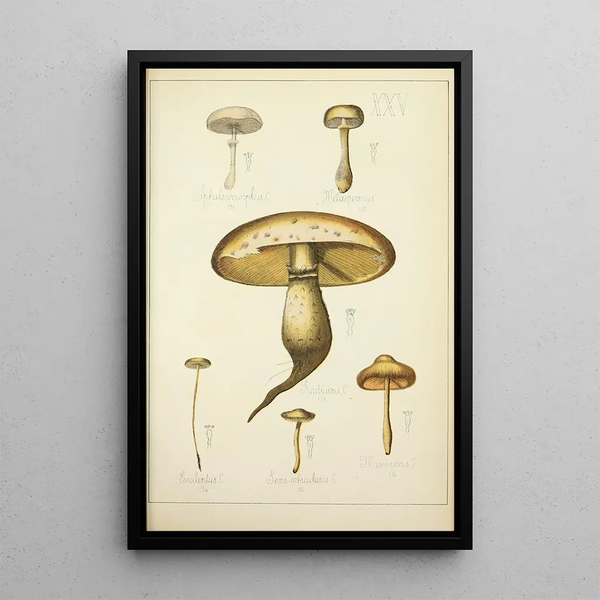 Guillaume Sicard - Histoire naturelle des champignons Pl25.webp