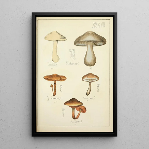 Guillaume Sicard - Histoire naturelle des champignons Pl36.webp
