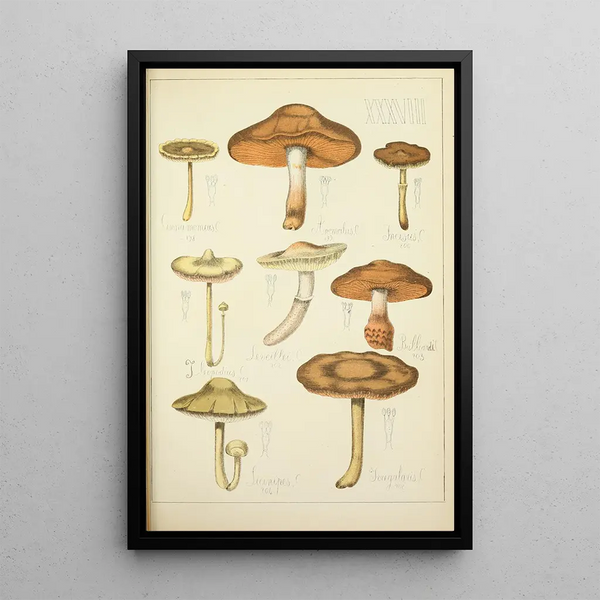 Guillaume Sicard - Histoire naturelle des champignons Pl38.webp