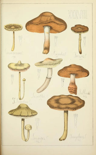 Guillaume Sicard - Histoire naturelle des champignons Pl38.webp