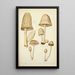 Histoire naturelle des champignons Pl41 - Guillaume Sicard — ingelijst kunstwerk aan de muur