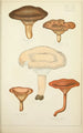 Natural History of Mushrooms Pl43 - Guillaume Sicard — artwork view