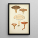 Natural History of Mushrooms Pl43 - Guillaume Sicard — framed artwork on a wall