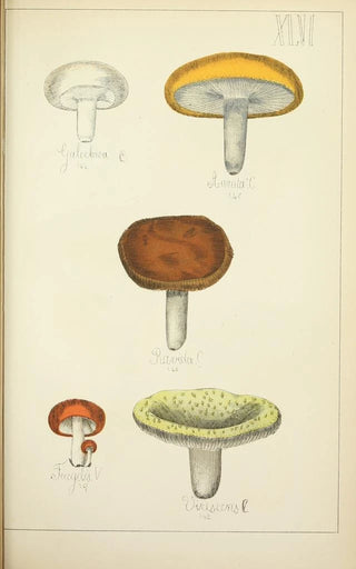 Guillaume Sicard - Histoire naturelle des champignons Pl46.webp