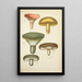 Natural history of mushrooms Pl47 - Guillaume Sicard — framed artwork on a wall