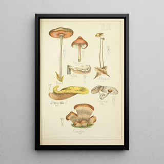 Guillaume Sicard - Histoire naturelle des champignons Pl49.webp