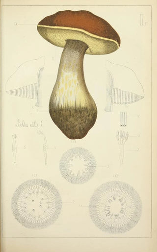 Guillaume Sicard - Histoire naturelle des champignons Pl50.webp