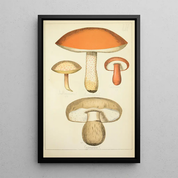 Guillaume Sicard - Histoire naturelle des champignons Pl52.webp