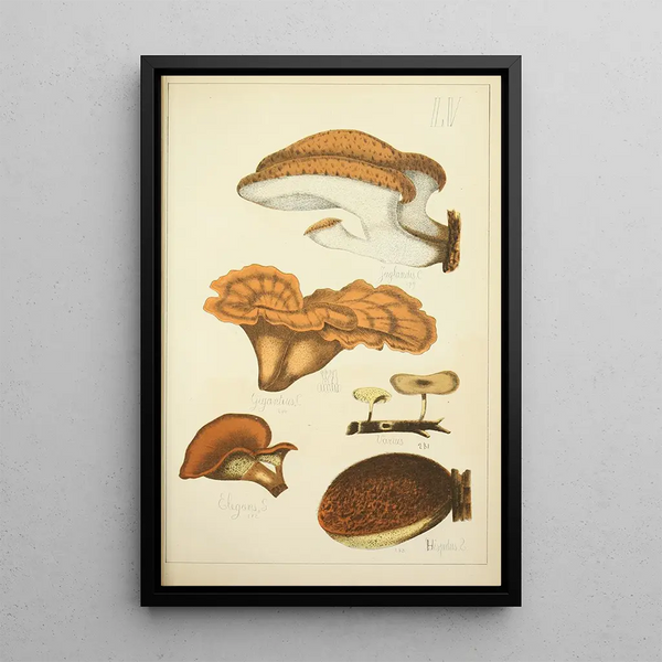 Guillaume Sicard - Histoire naturelle des champignons Pl55.webp