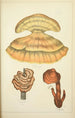 Natural History of Mushrooms Pl56 - Guillaume Sicard — artwork view