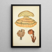 Natural History of Mushrooms Pl56 - Guillaume Sicard — framed artwork on a wall