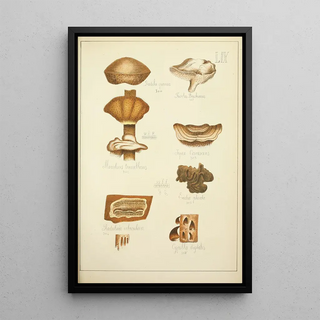Guillaume Sicard - Histoire naturelle des champignons Pl59.webp