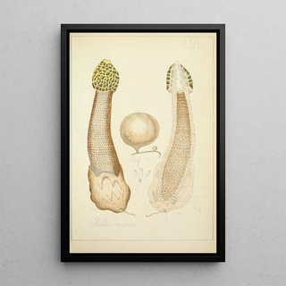 Guillaume Sicard - Histoire naturelle des champignons Pl64.webp
