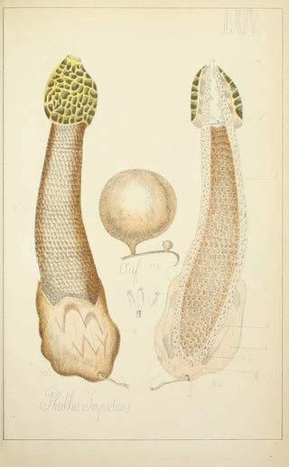 Guillaume Sicard - Histoire naturelle des champignons Pl64.webp