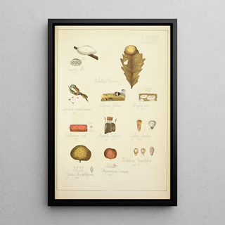 Guillaume Sicard - Histoire naturelle des champignons Pl68.webp