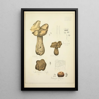 Guillaume Sicard - Histoire naturelle des champignons Pl72.webp