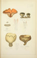 Natural history of mushrooms Pl73 - Guillaume Sicard — artwork view