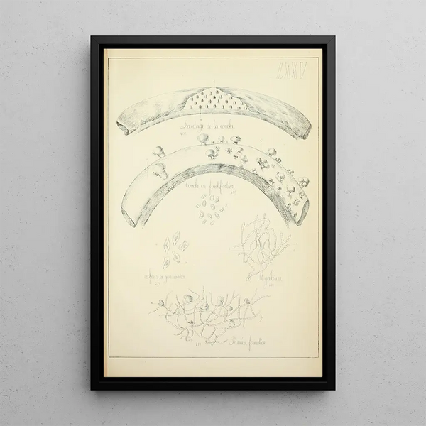 Guillaume Sicard - Histoire naturelle des champignons Pl75.webp
