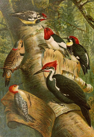 Gustav Mutzel - Die Nordamerikanische Vogelwelt pl01.webp