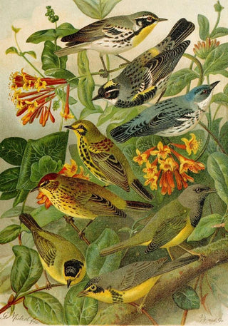 Gustav Mutzel - Die Nordamerikanische Vogelwelt pl14.webp