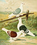 C. clypeata - Gustav Prütz — weergave van het kunstwerk