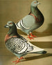 C. dom agr robuust - Gustav Prütz — weergave van het kunstwerk