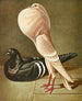 C. minimum guttural painting - Gustav Prütz — artwork view