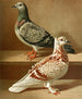 C. hispid - Gustav Prütz — artwork view