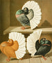 C. laticaudae II (Fantail Pigeons) – Gustav Prütz — three fantail pigeons with white fan-shaped tails