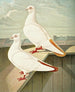 Colorful Tail Tumbler Painting - Gustav Prütz — artwork view