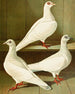 Culbuteur à pieds lisses, à front plat et à long bec - Gustav Prütz — artwork view