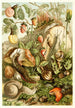 Terrestrial Mollusks - H Morin — artwork view