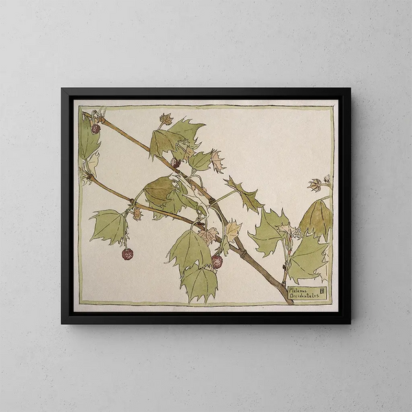 Sycomore occidental - Hannah Borger Overbeck — ingelijst kunstwerk aan de muur