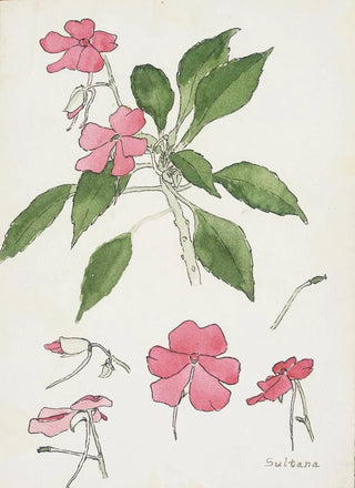 Hannah Borger Overbeck - Sultana.webp