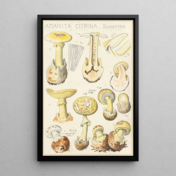Hans Walty - Amanita citrina.webp