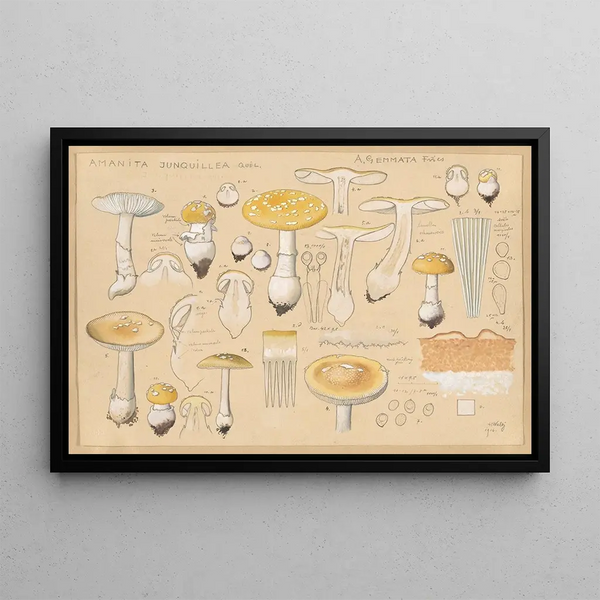 Hans Walty - Amanita junquillea Qul.webp