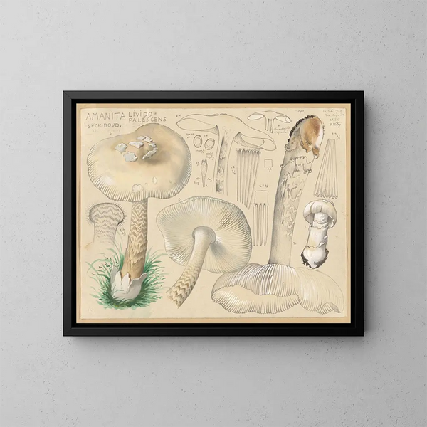 Amaniet lividopalescent - Hans Baldung — ingelijst kunstwerk aan de muur