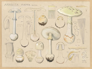 Hans Walty - Amanita mappa Batsch.webp